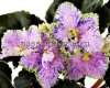 African Violet ALEN-KONVALIYA